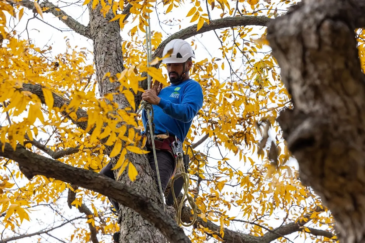 Skilled Tree Planing crew working in Topmost
